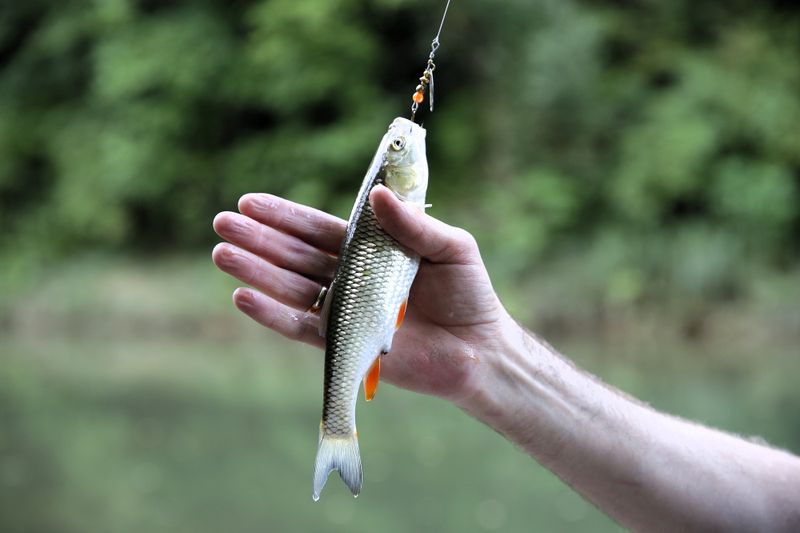 a small fish caught by a fishing hook held by a hand